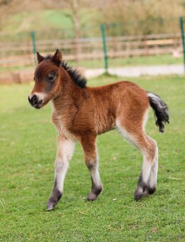 ELEGANTNÍ minihorse klisna - 10