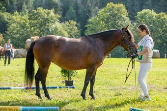 Huculská klisna, hucul, pony, malý kůň - 10