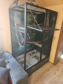 Amazoňan pomoučený REZERVACE - 10