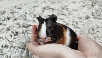 Morče, Morčata, Morčátko, Morčátka - JUSTÝNA A JESSIE - 10