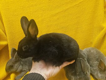 Zakrslý králíček - 10