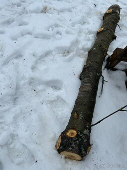 dřevo kmen višně - 10