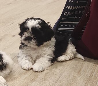 Shih-tzu s PP vymazlená štěňátka (Shih tzu) - 10