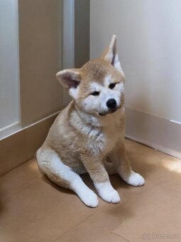 Štěňátka Akita Inu s PP odběr v lednu - 10