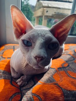 Sphynx - 10