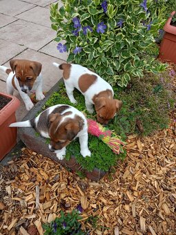 Jack Russel terier - 10