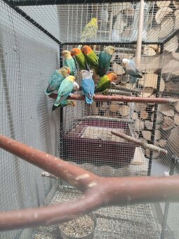 Agapornis ficheri - 10