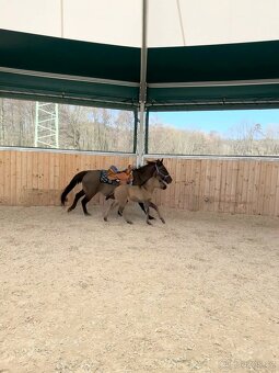 Grullo klisna American Quarter Horse v typu bull - 10