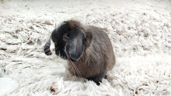 Zakrslý beránek, králíček, králík - 10