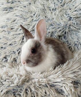 Zakrslý králík - 10