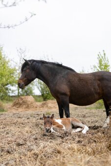 Huculská klisna, hucul, Tobiano, pony, malý kůň - 10
