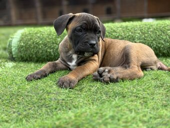 Cane corso s PP - 10