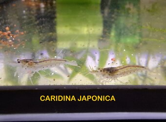 Krevetky krevety neocaridina davidi / heteropoda - 10