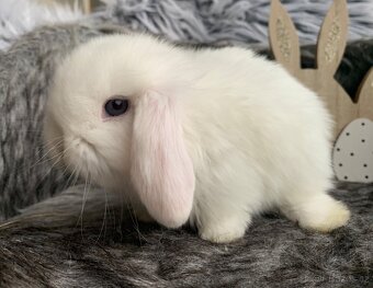 ❤️❤️Minilop Kralicek Beránek holky ⭐️ - 10