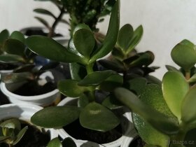 Sukulenty. kaktusy, tlustice, sansevierie, pokojové rostliny - 10