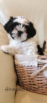 Štěňátka SHIH-TZU s PP - 10