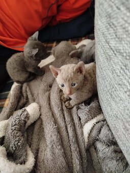 Cornish rex koťátka bez PP - 10