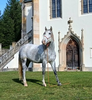 Lusitano - exkluzivní valach - 10