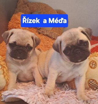Mops - 10