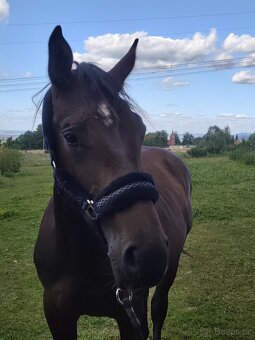 Mladý valach ČT - 10