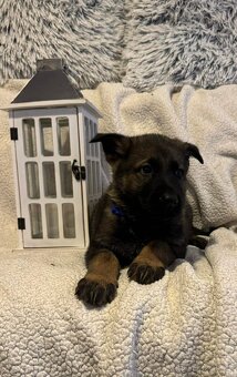 Německý ovčák s PP - 10