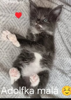 Koťata mainská mívalý - 10