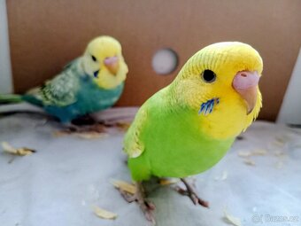 Andulka vlnkovaná - 10