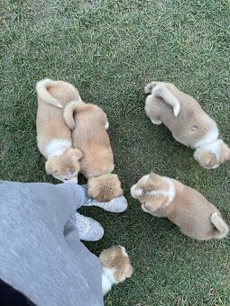 Akita inu šteňátka - 10