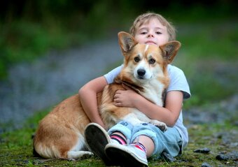 Welsh corgi pembroke s PP - 10