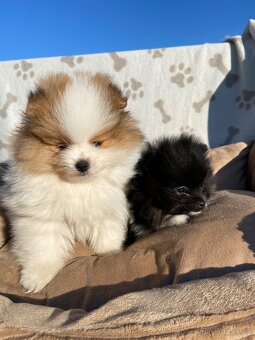 Pomeranian, špic, oranžový špic, pomik - 10