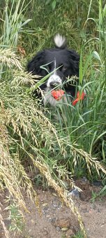 Krytí pes Border kolie - 10