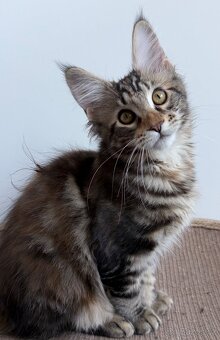 Mainska myvali kotata s PP - 10