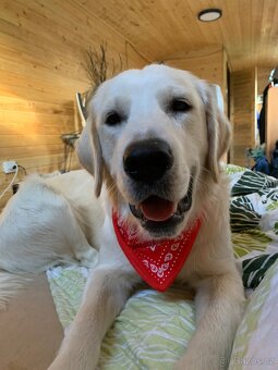 Zlatý retrívr ke krytí bez pp - 10