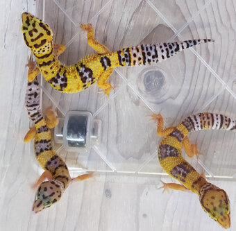 Gekončík noční - letošní mláďata - 10