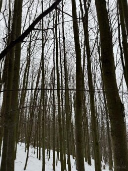 Prodám lesní pozemky v k.ú. Petřkovice u Starého Jičína - 10
