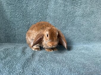 zakrslý králíček beránek rex - 10