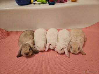 Zakrslý králík - 10