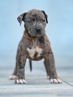 American bully xl, pitbull xxl - 10