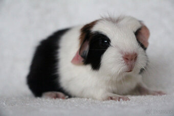 Krátkosrsté morče, morčátko, morčata s PP - 10