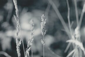 MEYER-Optik Gorlitz ORESTEGOR 200mm/4 - bajonet EXAKTA - 10