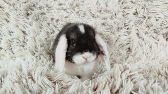 Zakrslý beránek, králíček, králík - ELIŠKA - 10