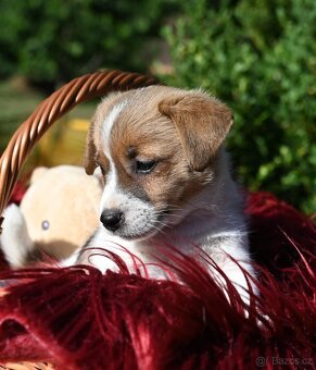 Jack Russell terier s PP - 10