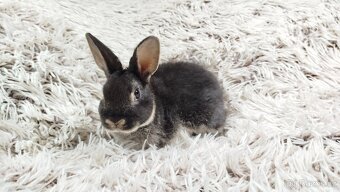 Zakrslý králík, králíček -(REX)-DAISY - 10