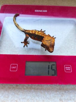 Pagekon řasnatý 1.0 - 10