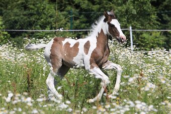 Připouštění HOMOZYGOTNÍM hřebcem APHA - 10
