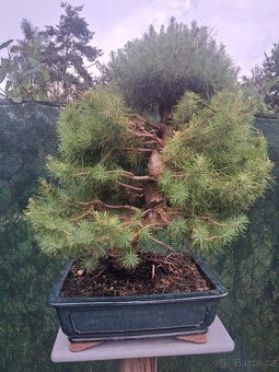 Bonsaj,Bonsai - 10