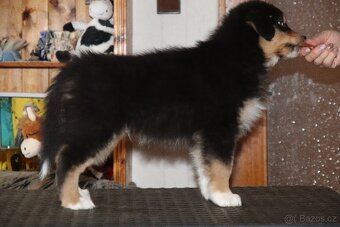Australských ovčák s PP - 10