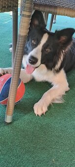 Mini psí hotel a psí školka. - 10