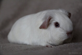 Krátkosrsté morče, morčátko, morčata s PP - 10