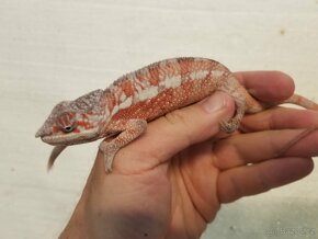 Chameleon pardáli Nosy be - 10